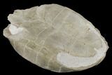 Fossil Tortoise (Testudo) - South Dakota #115065-6